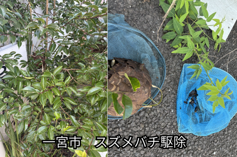 一宮市　スズメバチ