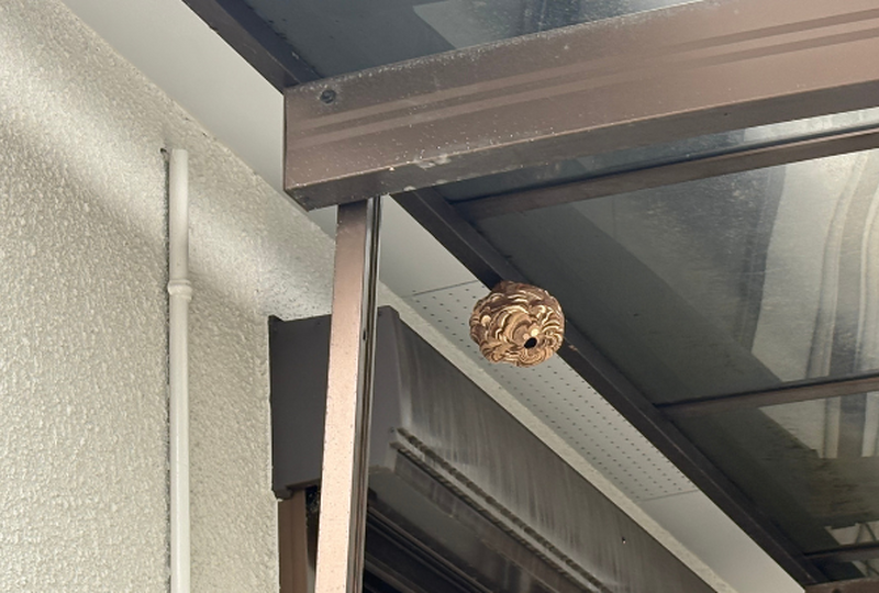 岐阜市　スズメバチ駆除